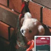 BRICK CLIPS STANDARD 2/PK