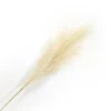 SPRAY PAMPAS GRASS 43″ IVORY